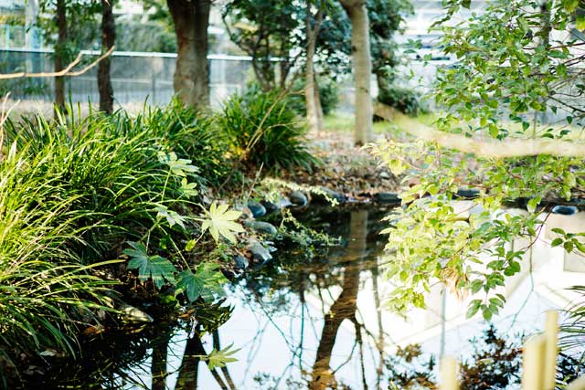 弁天ふれあいの森公園は 浦安の里山でした特集