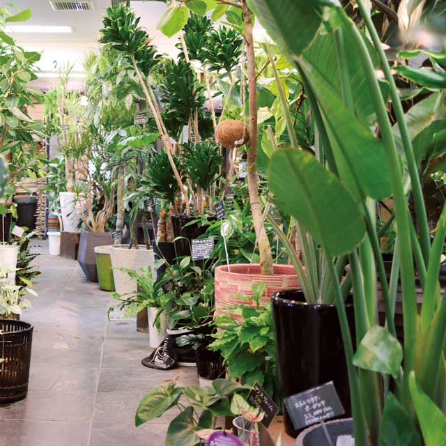 観葉植物専門店グリーンインテリア