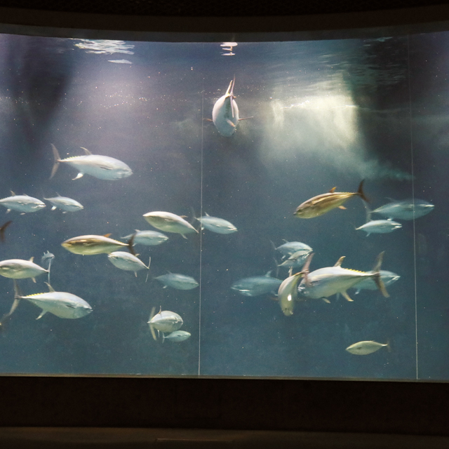 葛西臨海水族園