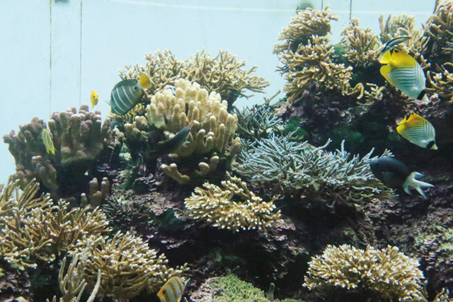 葛西臨海水族園特集