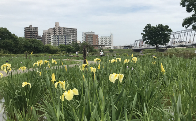 旧江戸川河川敷をサイクリング特集
