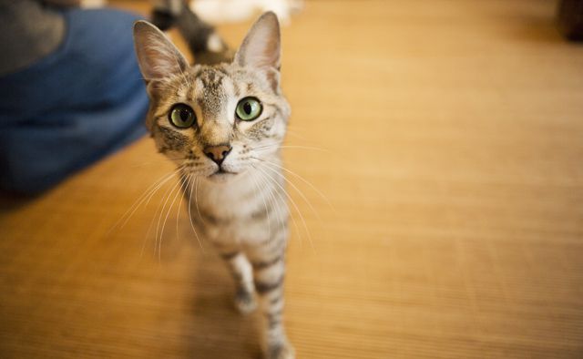 猫の館ME　小倉則子さん特集