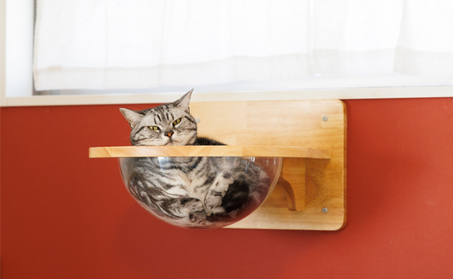 えどねこ　亀井靖子さん　山本紗美里さん　特集