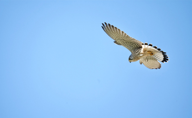 えどがわ推しPR隊が発見！　わたしの「#えど推し」特集