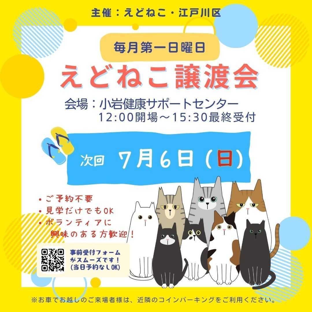 江戸川区、えどねこが主催する「ねこちゃんの譲渡会」