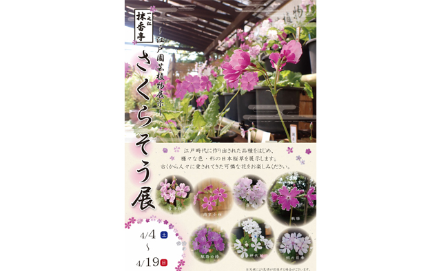 一之江抹香亭にて江戸園芸植物展示「さくらそう展」と「五月人形の展示」が開催