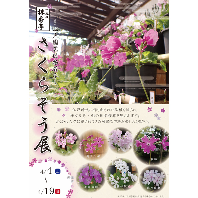 一之江抹香亭にて江戸園芸植物展示「さくらそう展」と「五月人形の展示」が開催