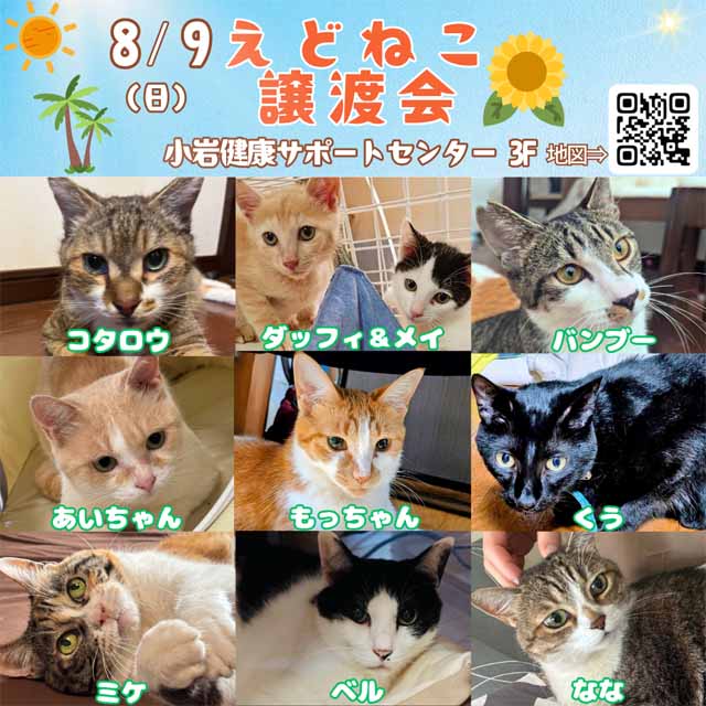8/9(日)「えどねこ」による保護猫の譲渡会